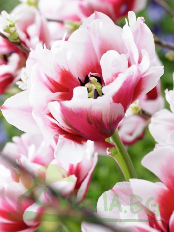  Лале (Tulipa 'Gerbrand Kieft') T5